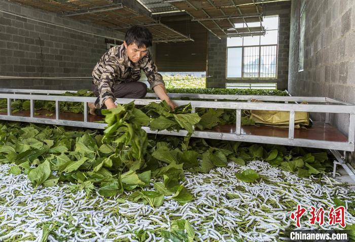 澳门最精准正最精准龙门蚕_最新答案解释落实_手机版371.716